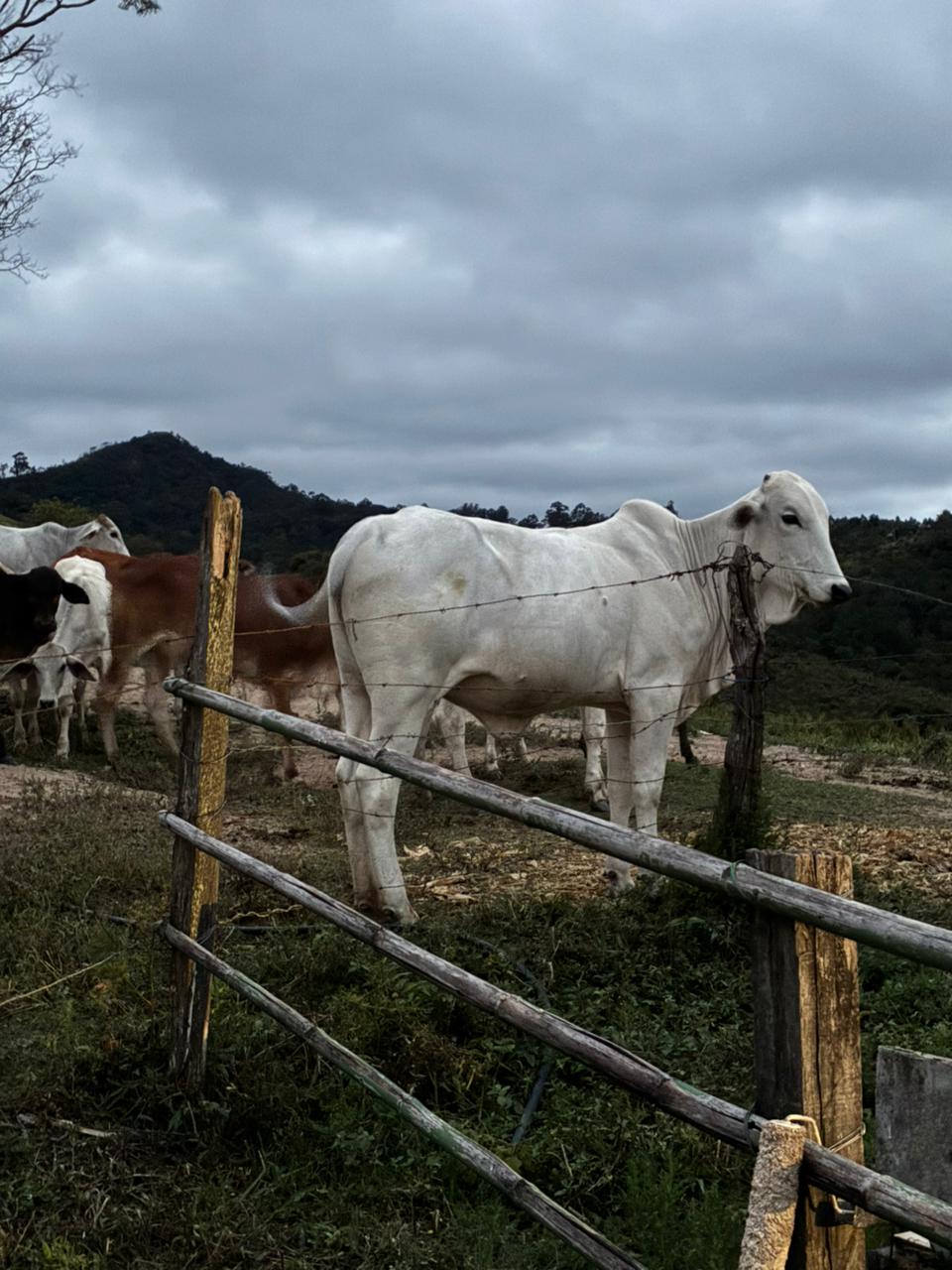 Compra e Venda de Gado - Imagem 4